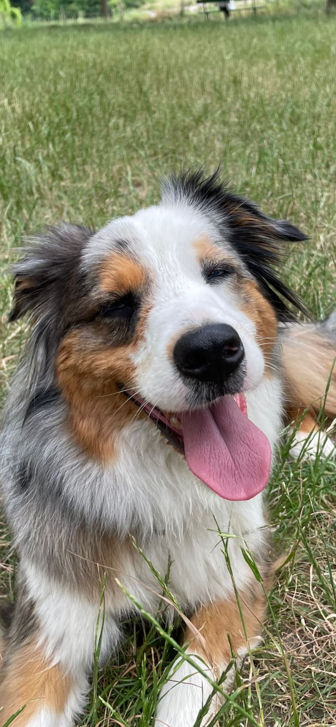 Un berger australien tout sourire, la langue dehors, allongé dans l'herbe.